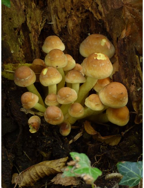 Emerging fruit bodies on beech in the New Forest, UK.
